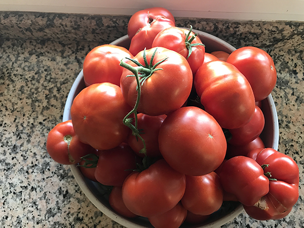 tomates